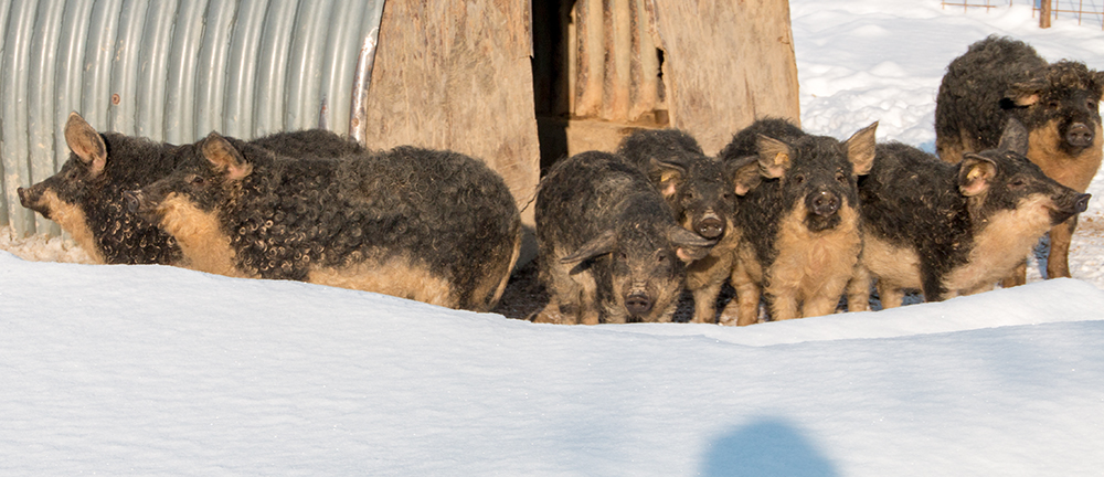 Mangalitza im Schnee